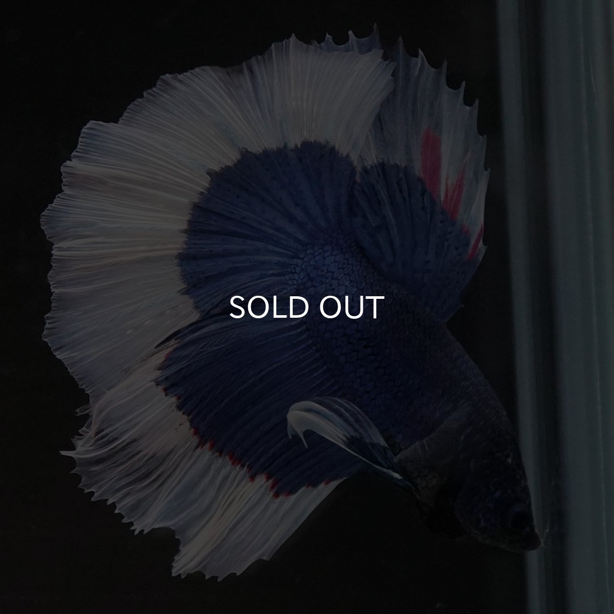 画像4: HM ブルーバタフライ (4)