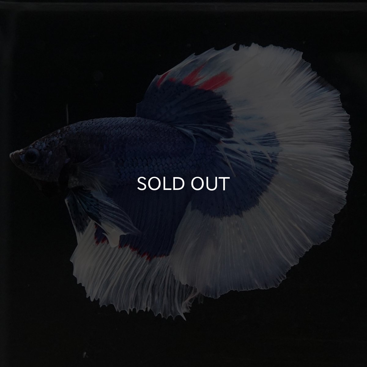 画像5: HM ブルーバタフライ (5)