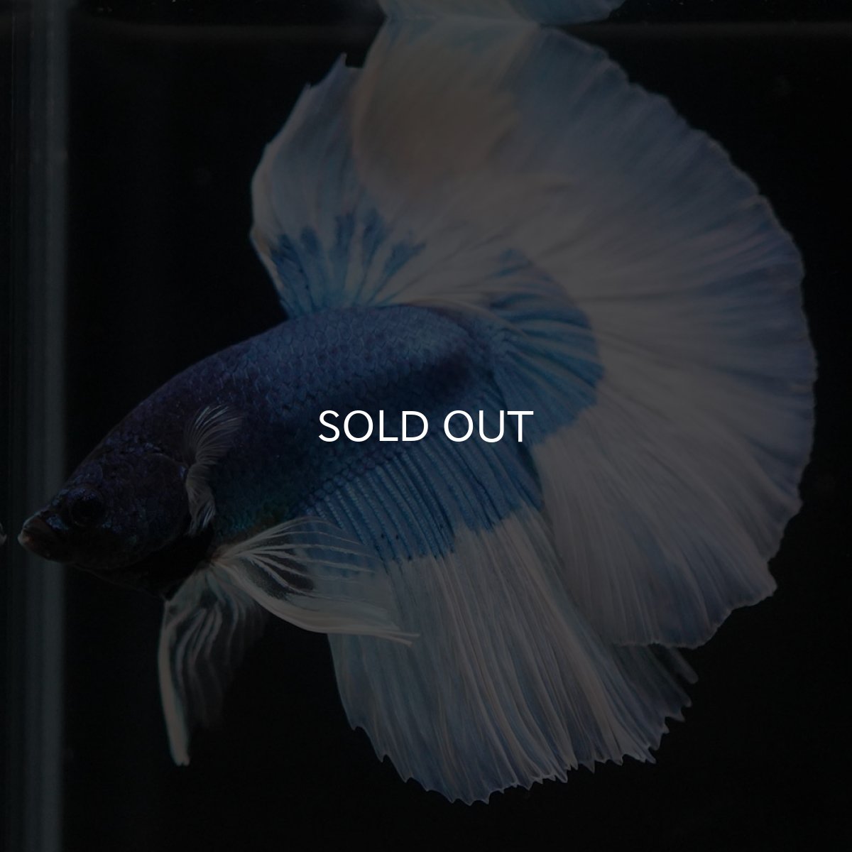 画像5: HM　ブルーバタフライ (5)