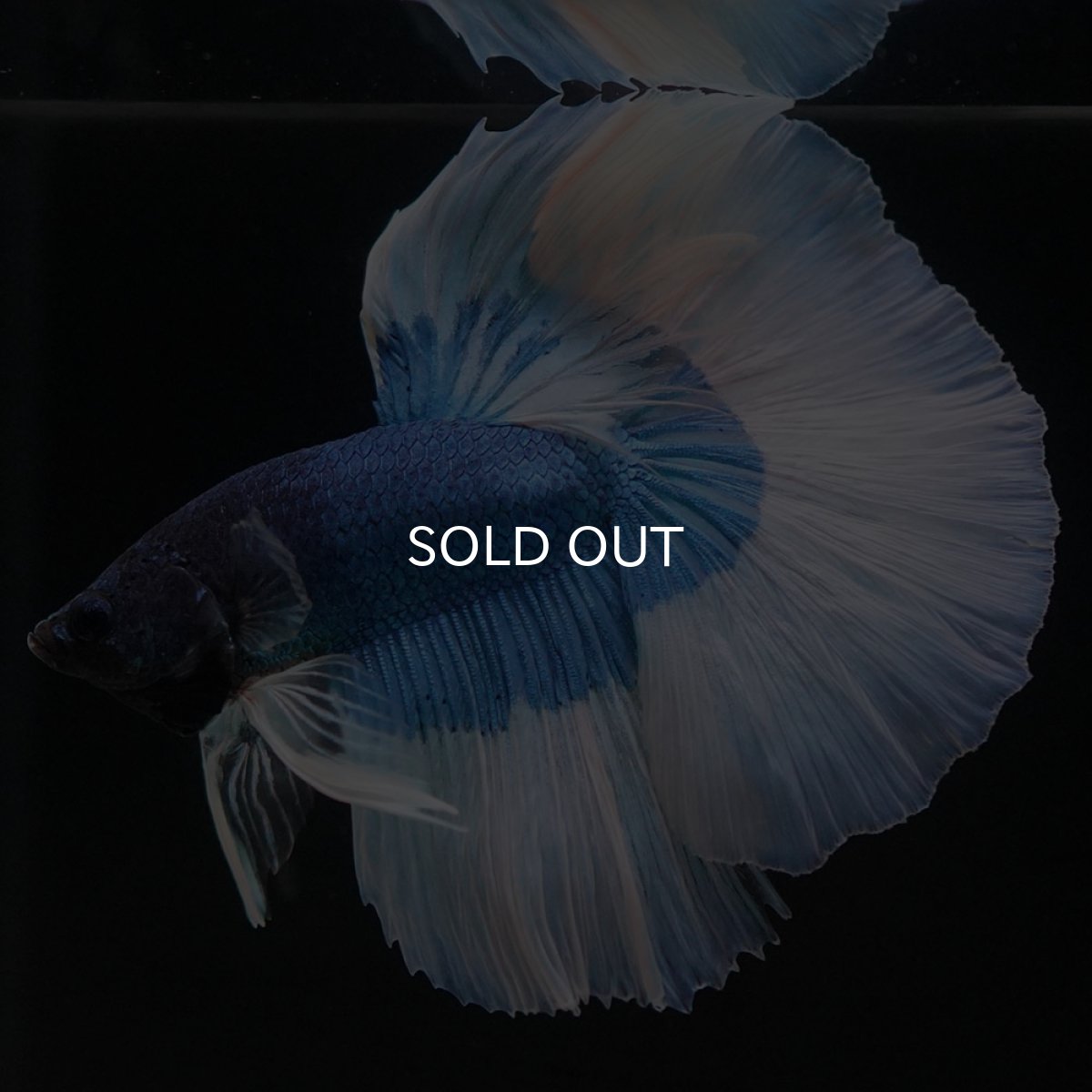 画像3: HM　ブルーバタフライ (3)