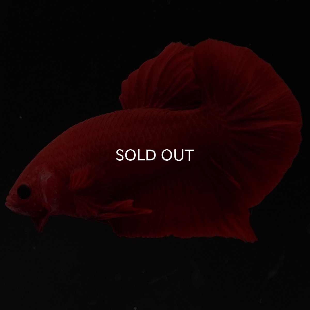 画像5: HMPK　レッド (5)