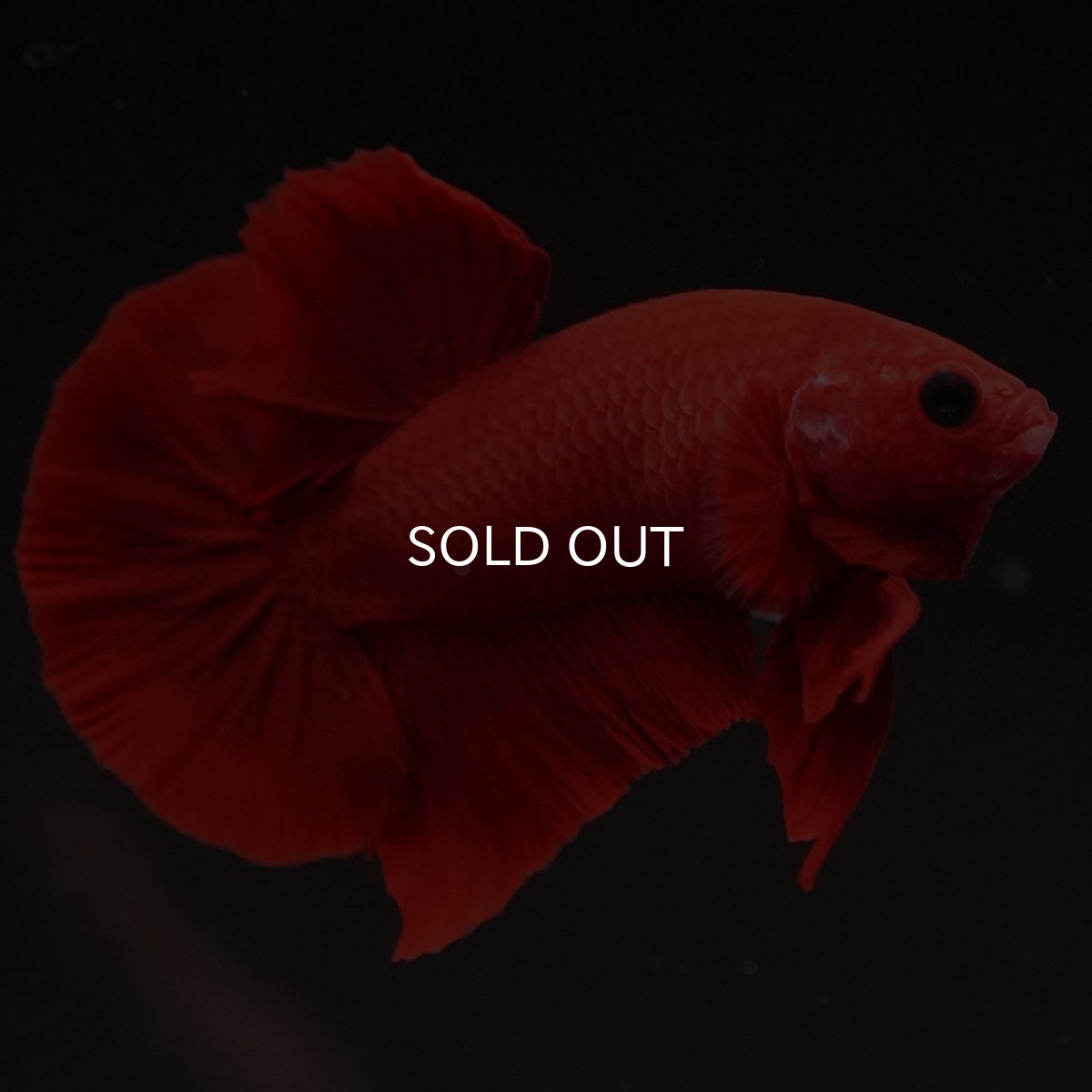 画像10: HMPK　レッド (10)