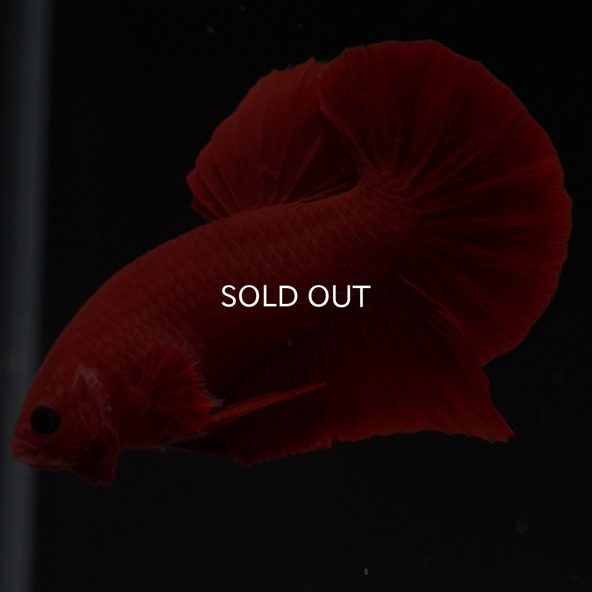 画像7: HMPK　レッド (7)