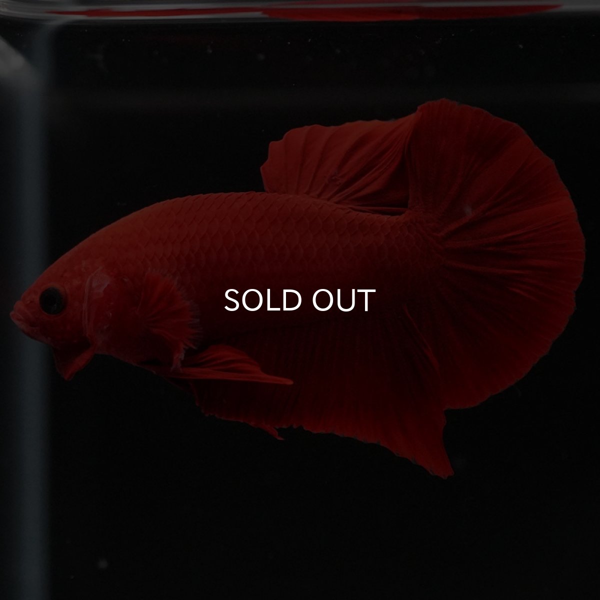 画像9: HMPK　レッド (9)