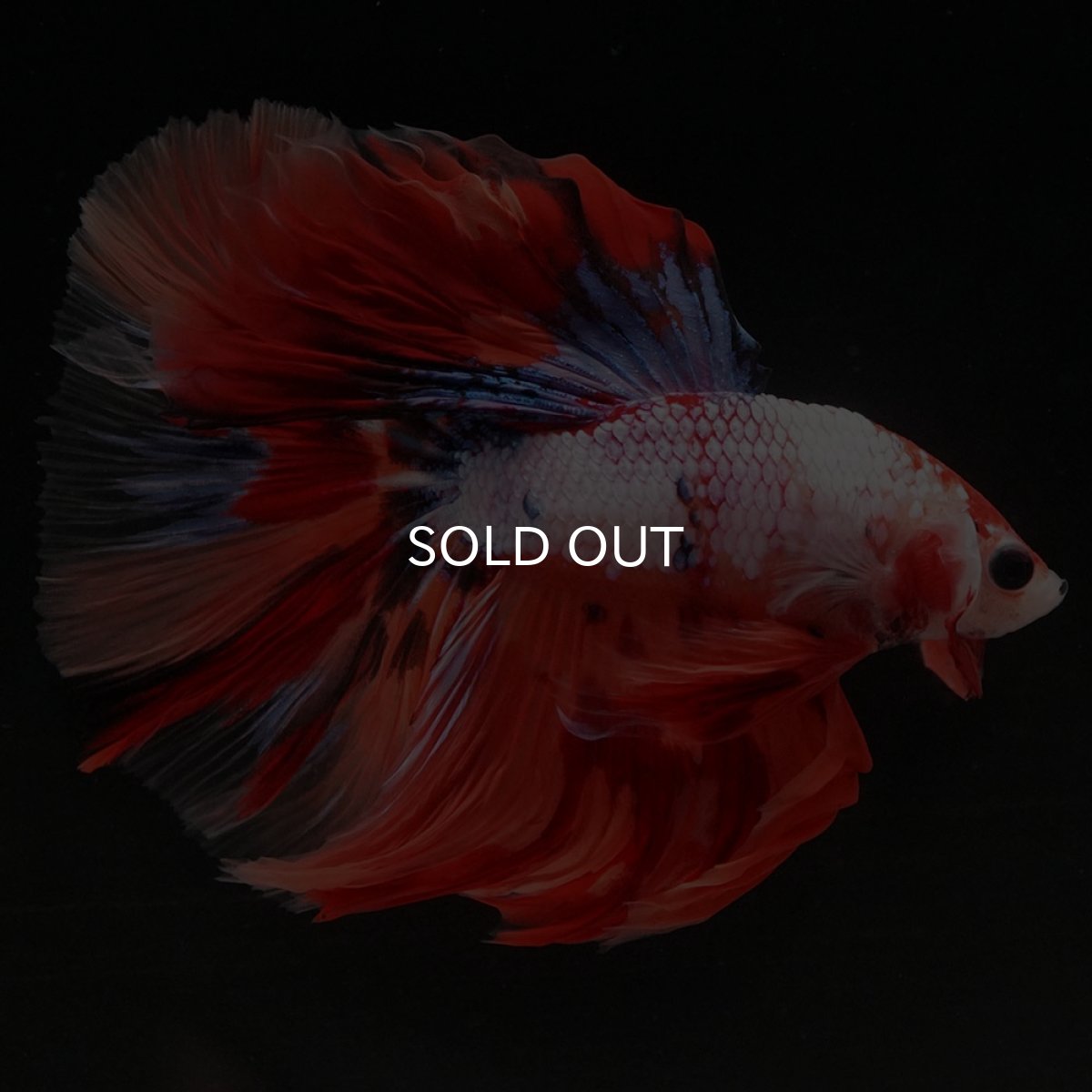 画像6: HM キャンディレインボー (6)