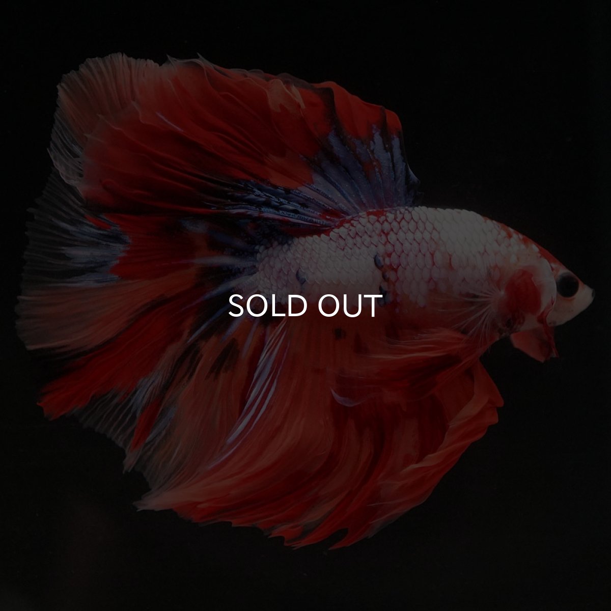 画像8: HM キャンディレインボー (8)