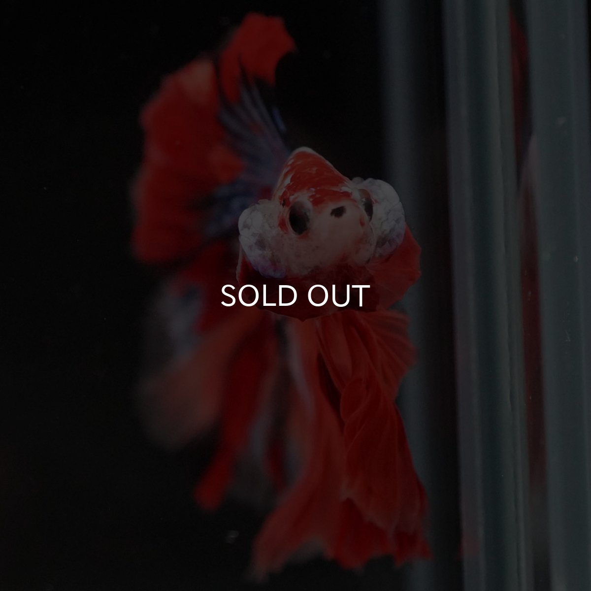 画像3: HM キャンディレインボー (3)