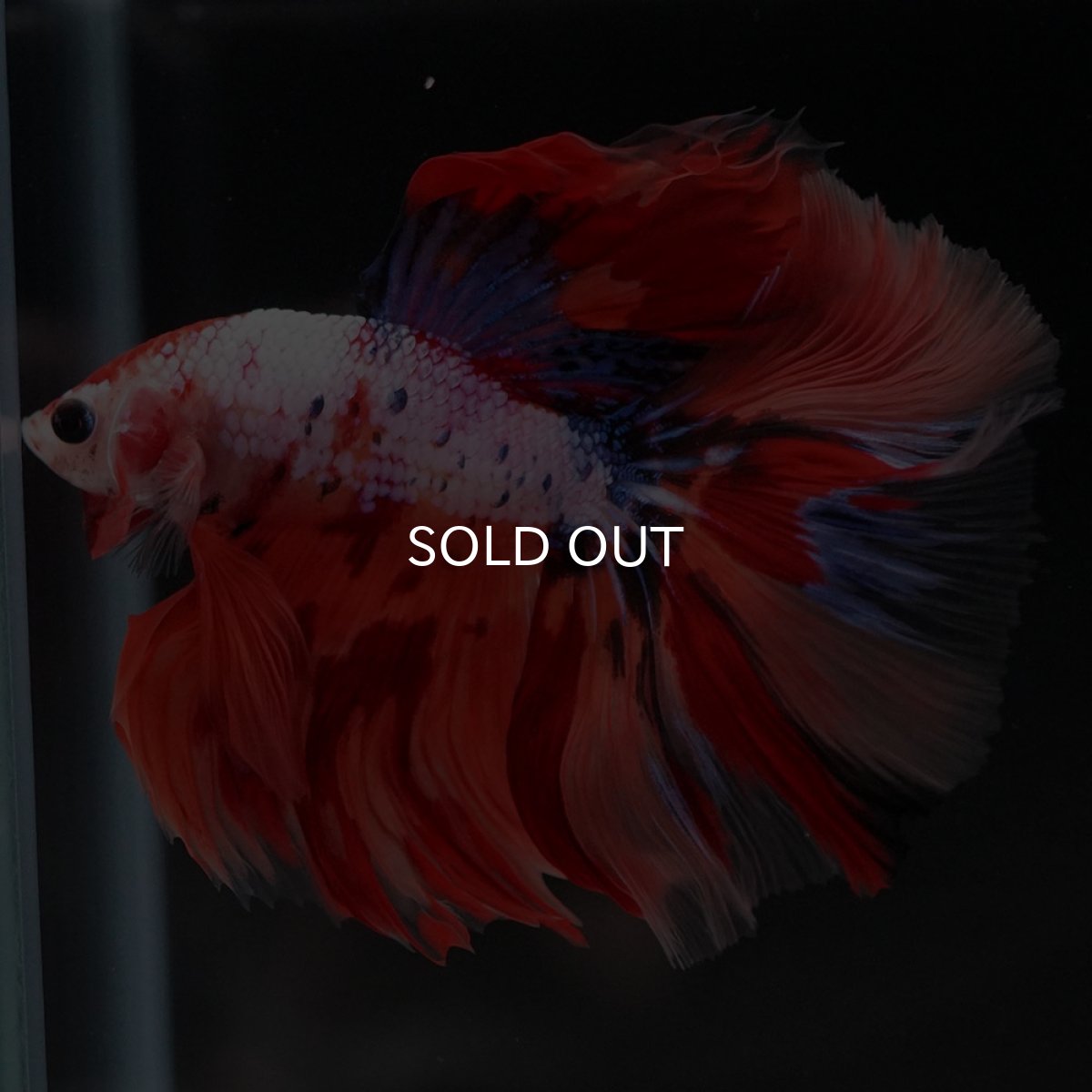 画像10: HM キャンディレインボー (10)