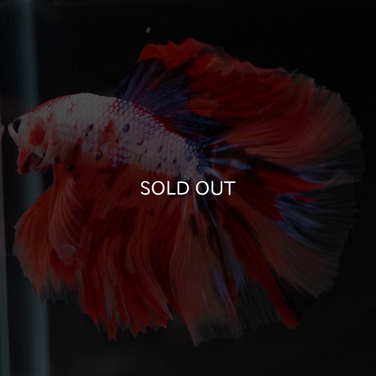 画像9: HM キャンディレインボー (9)