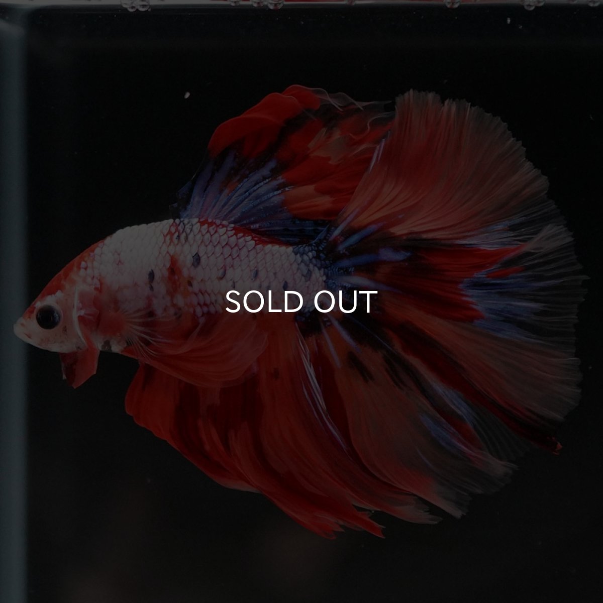 画像7: HM キャンディレインボー (7)