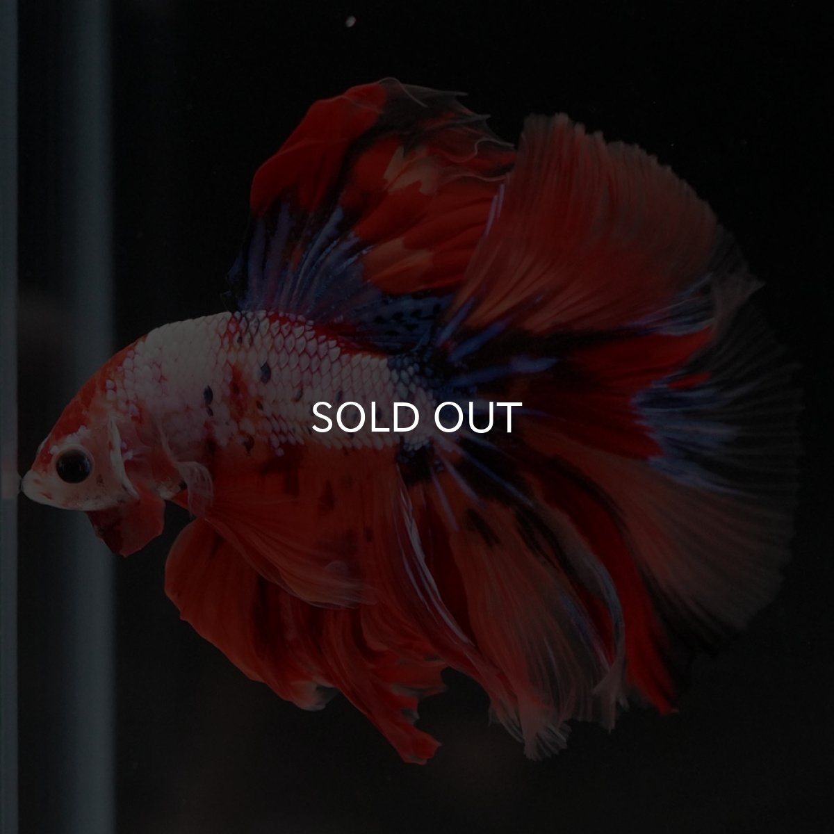 画像2: HM キャンディレインボー (2)