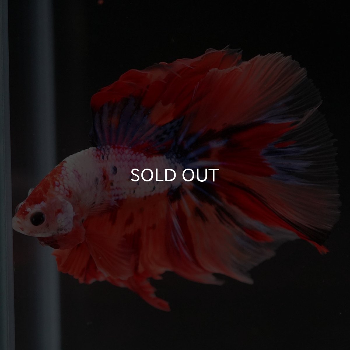 画像5: HM キャンディレインボー (5)