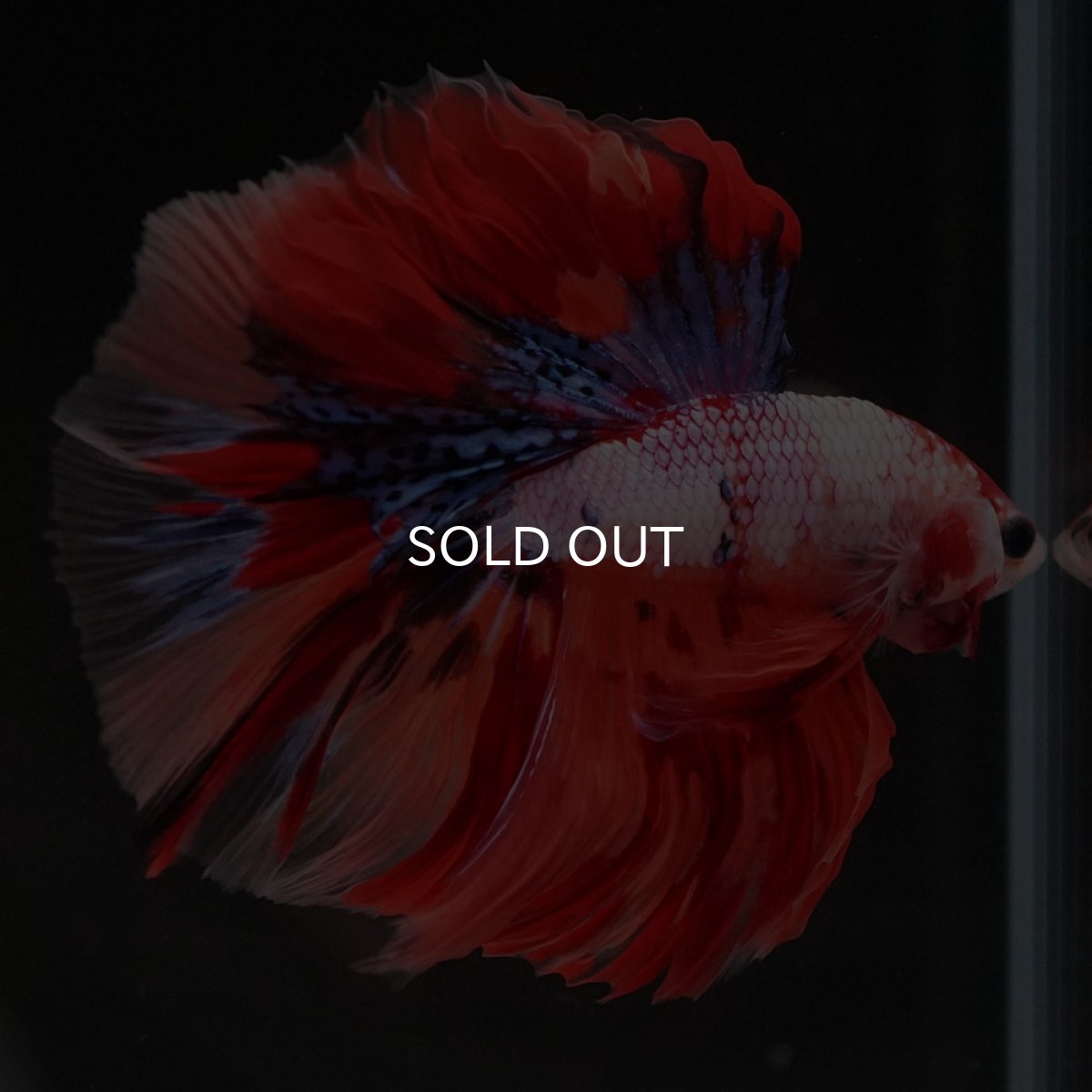 画像4: HM キャンディレインボー (4)