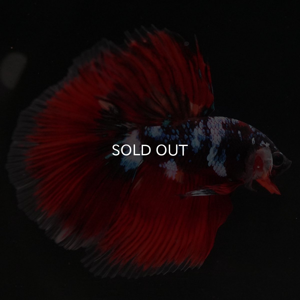 画像12: HM レッドギャラクシー (12)