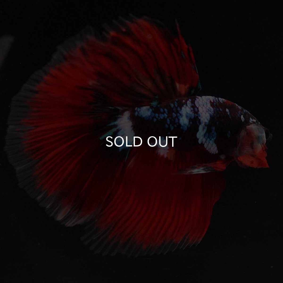 画像6: HM レッドギャラクシー (6)