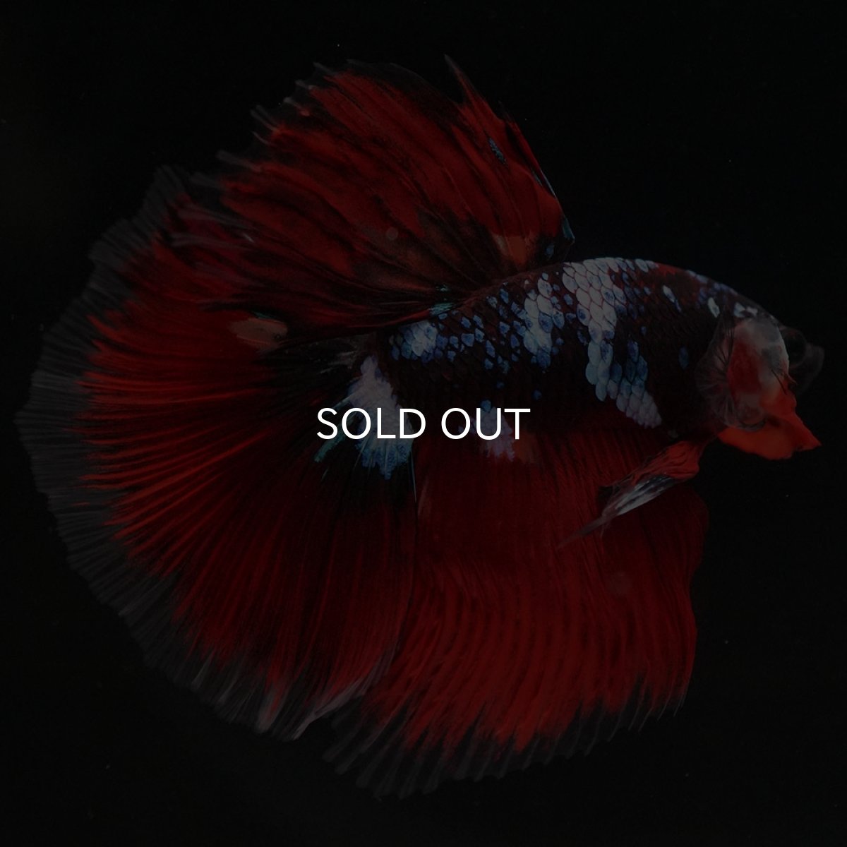 画像2: HM レッドギャラクシー (2)