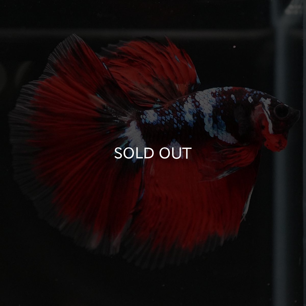 画像8: HM レッドギャラクシー (8)