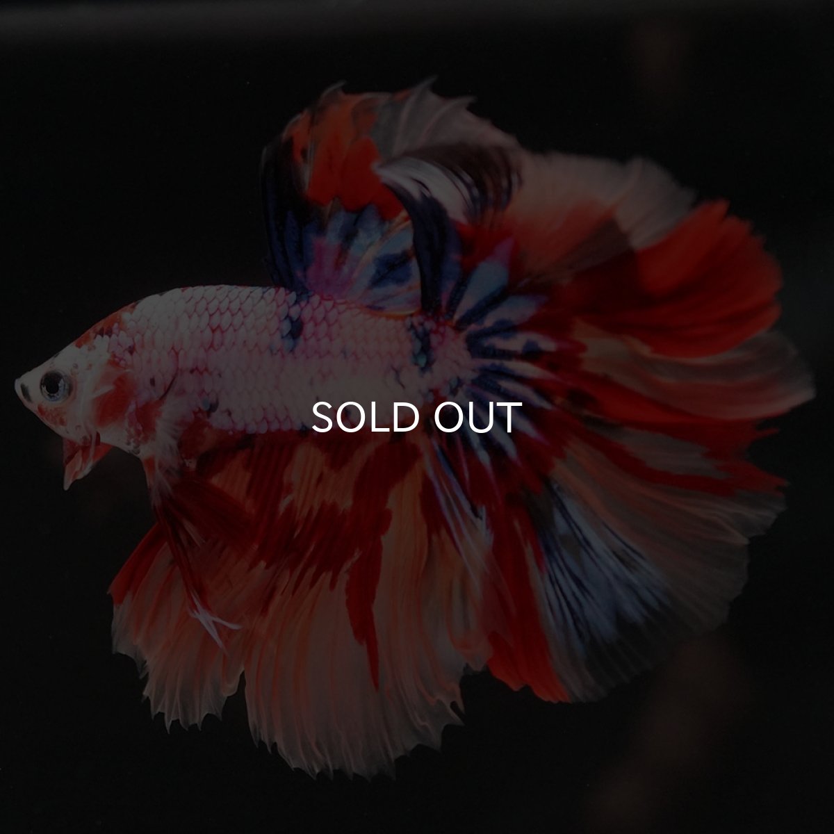 画像5: HM キャンディレインボー (5)