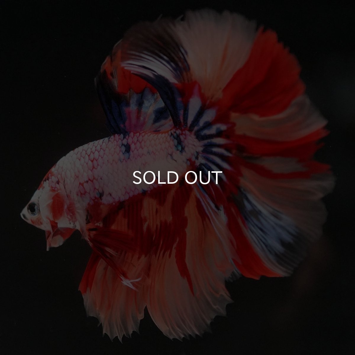 画像3: HM キャンディレインボー (3)