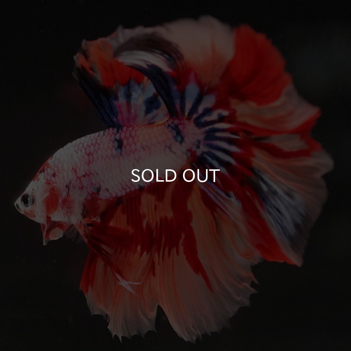 画像10: HM キャンディレインボー (10)