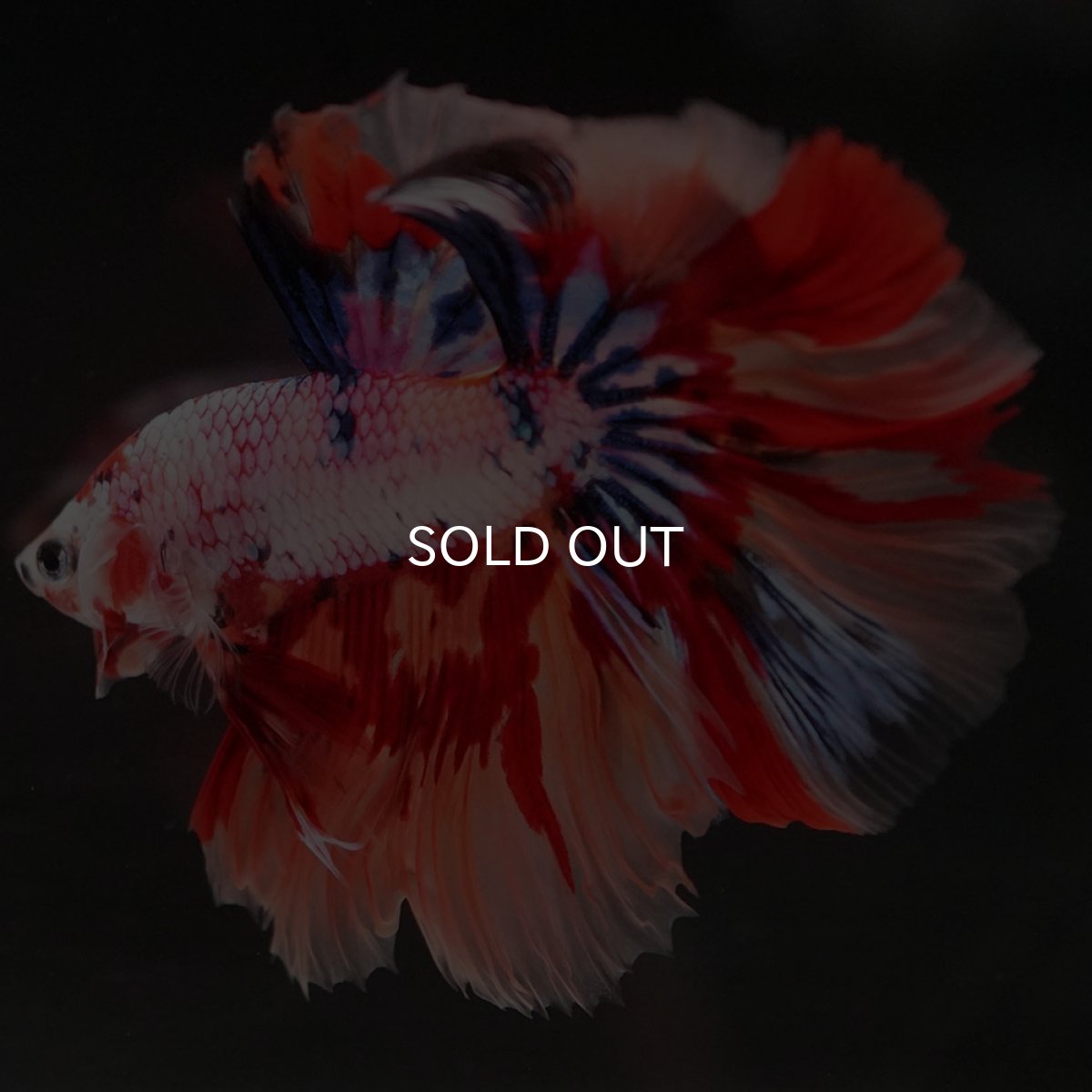 画像7: HM キャンディレインボー (7)