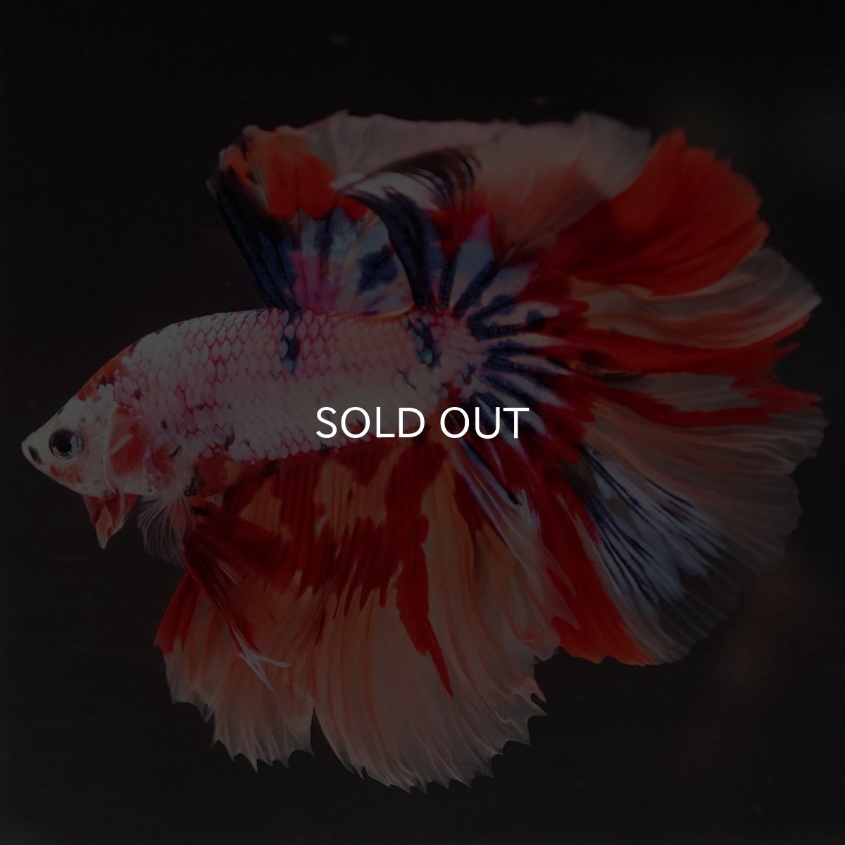 画像9: HM キャンディレインボー (9)