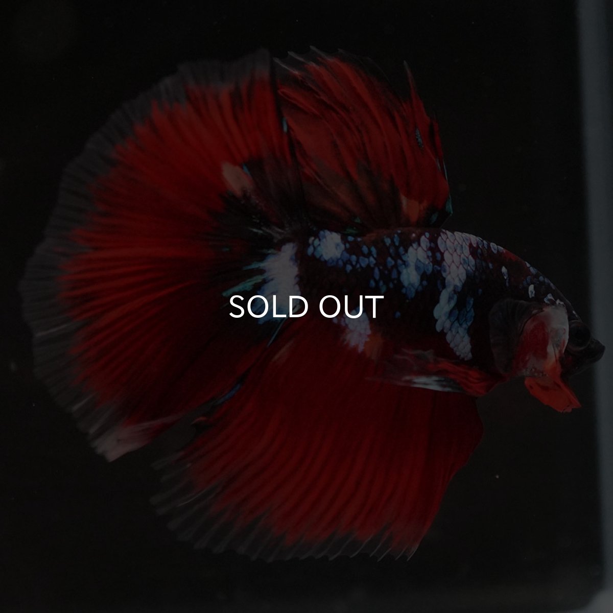 画像10: HM レッドギャラクシー (10)