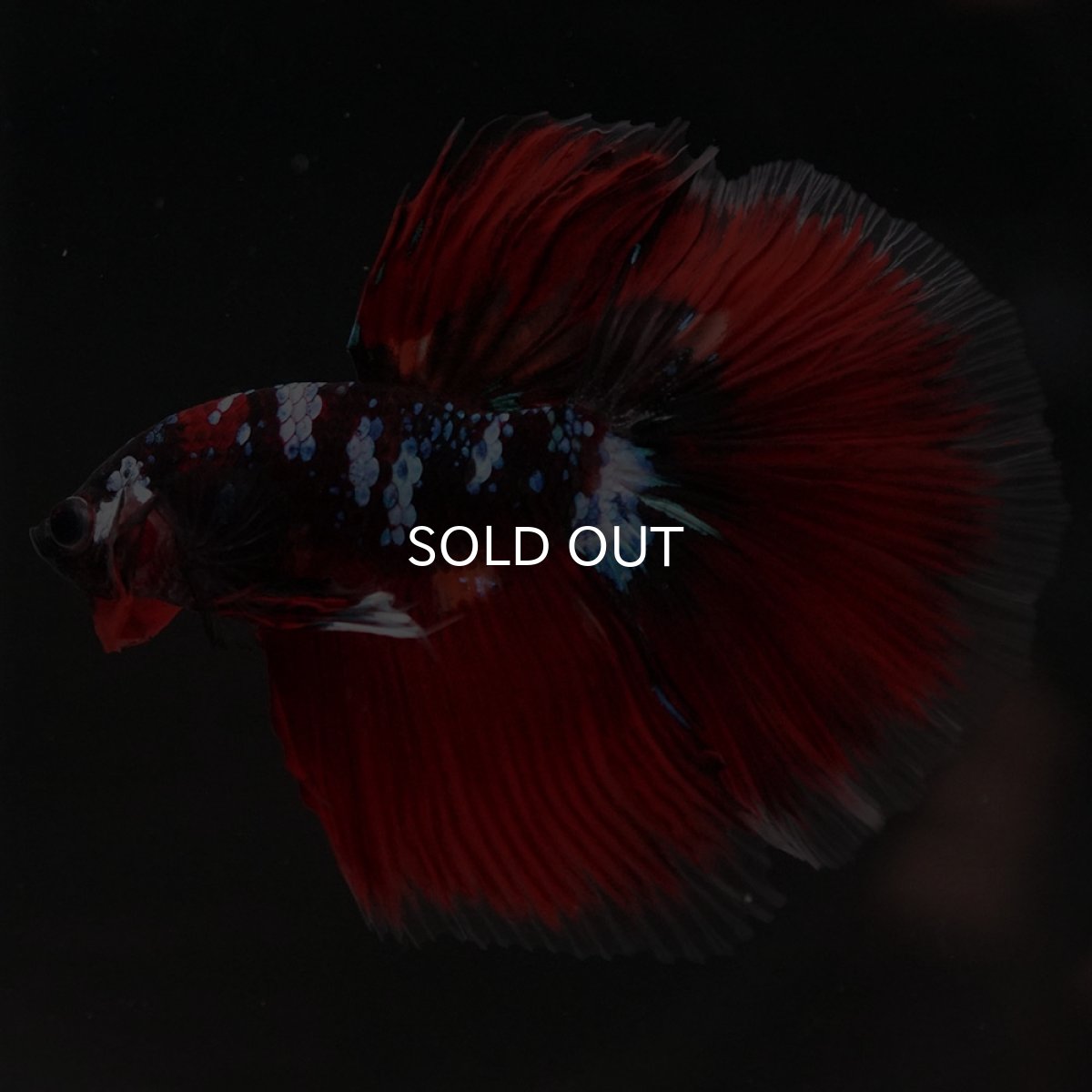 画像11: HM レッドギャラクシー (11)