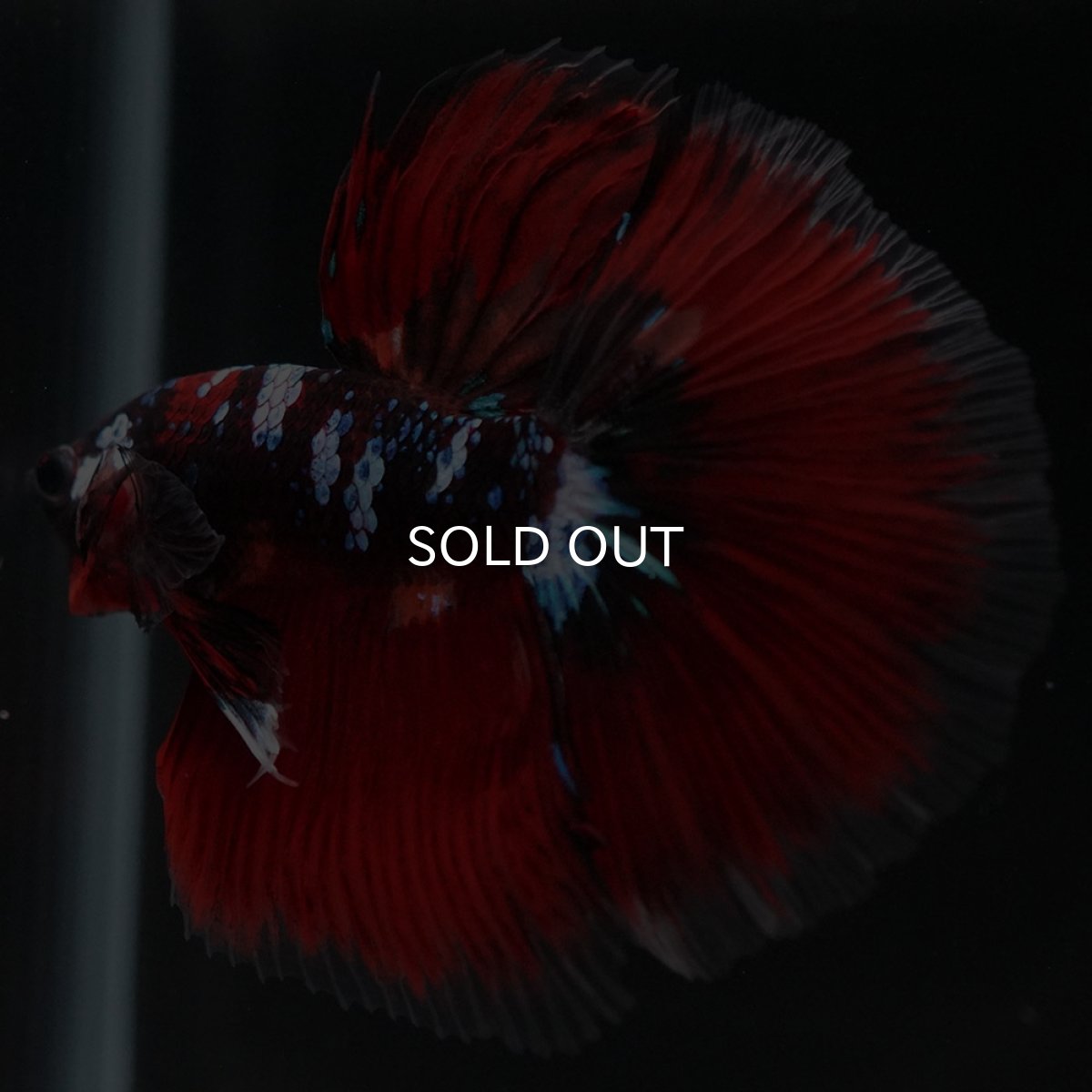 画像9: HM レッドギャラクシー (9)