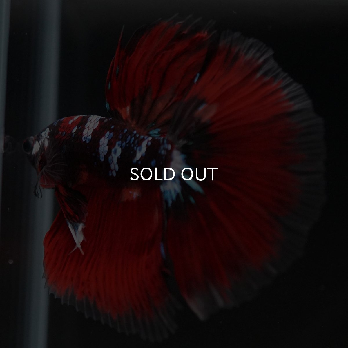 画像7: HM レッドギャラクシー (7)