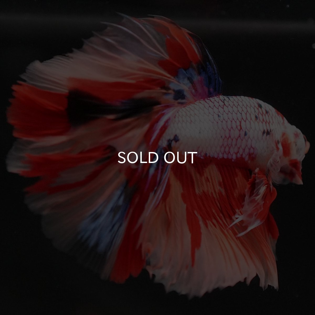 画像8: HM キャンディレインボー (8)