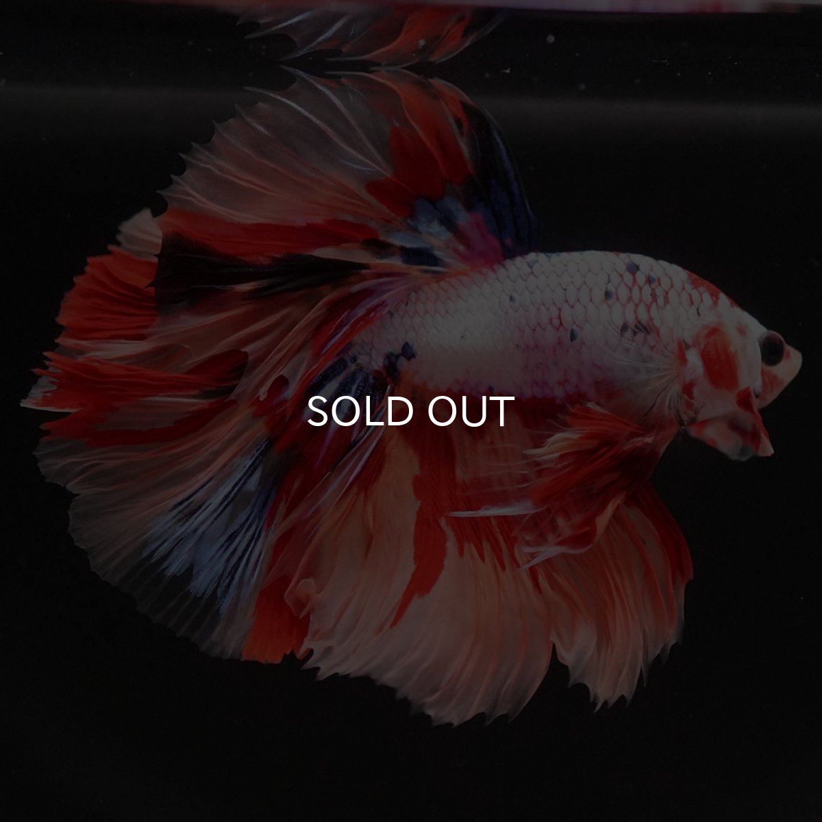 画像6: HM キャンディレインボー (6)