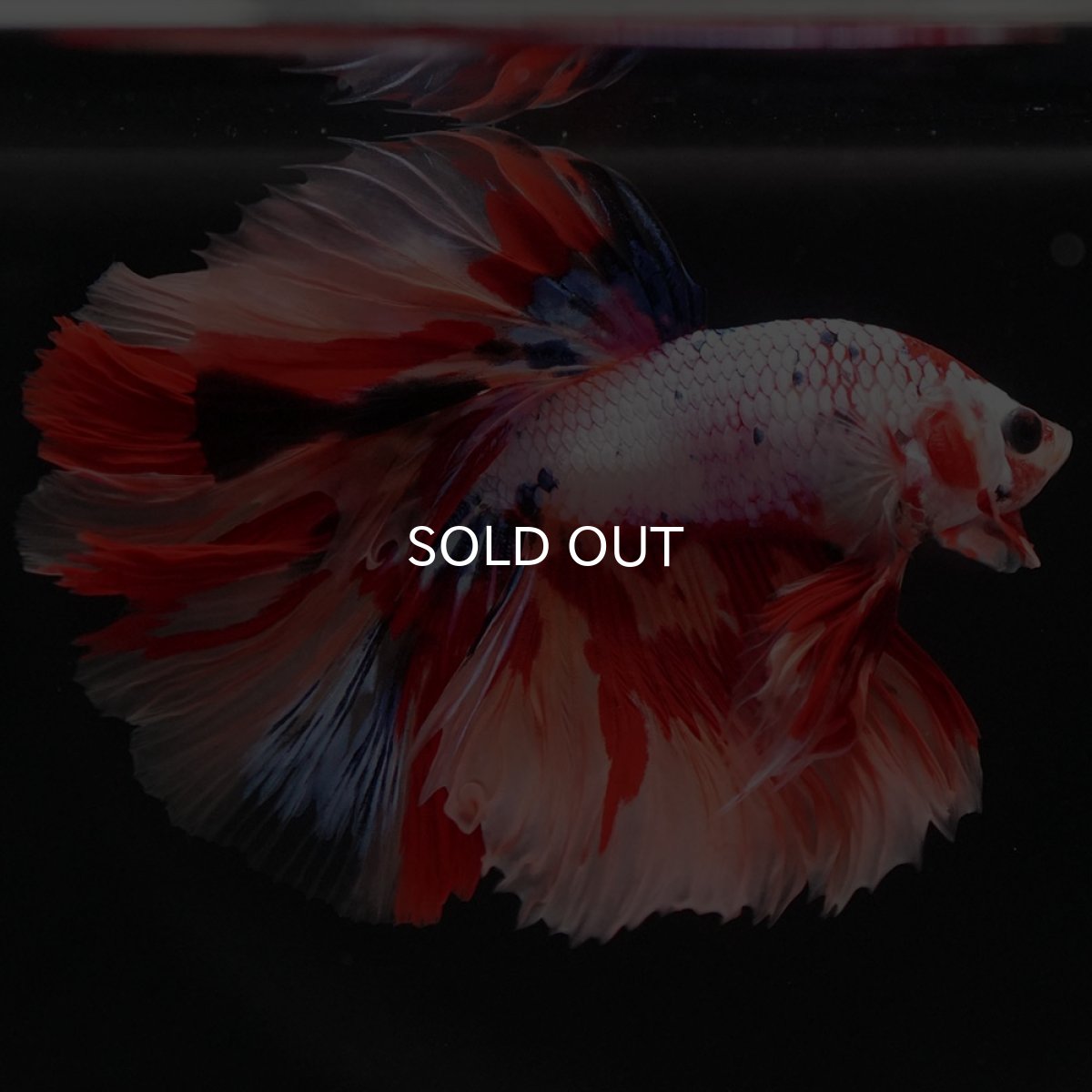 画像2: HM キャンディレインボー (2)