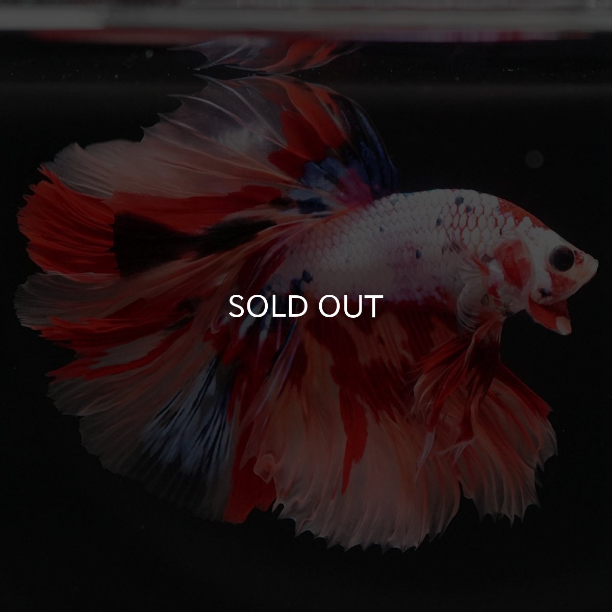 画像4: HM キャンディレインボー (4)