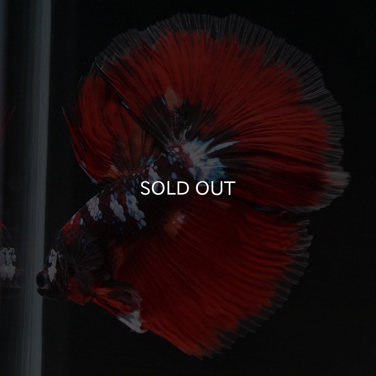 画像3: HM レッドギャラクシー (3)