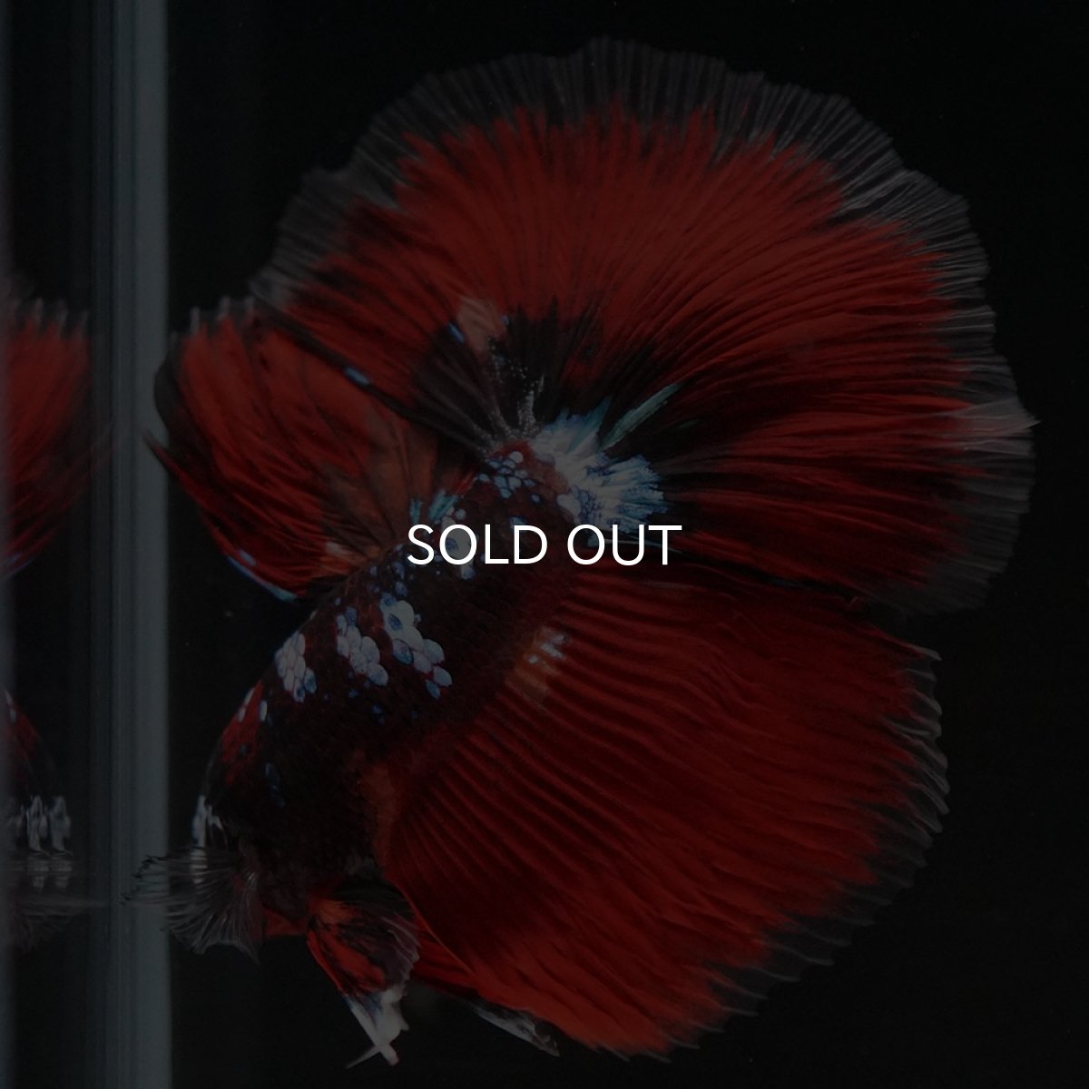 画像5: HM レッドギャラクシー (5)