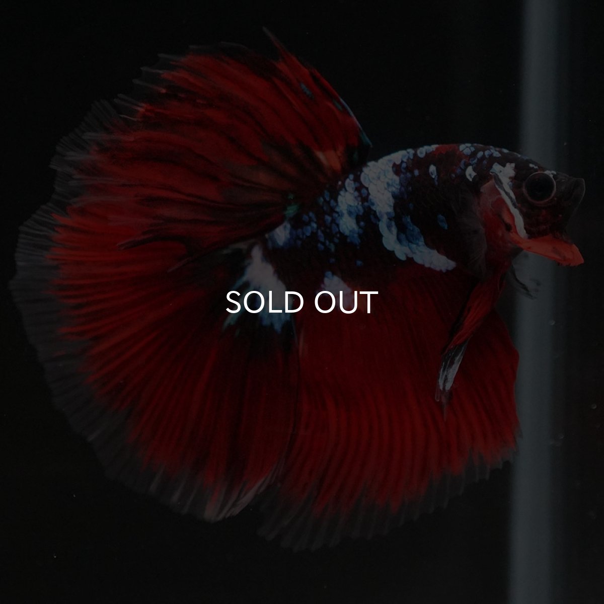 画像4: HM レッドギャラクシー (4)