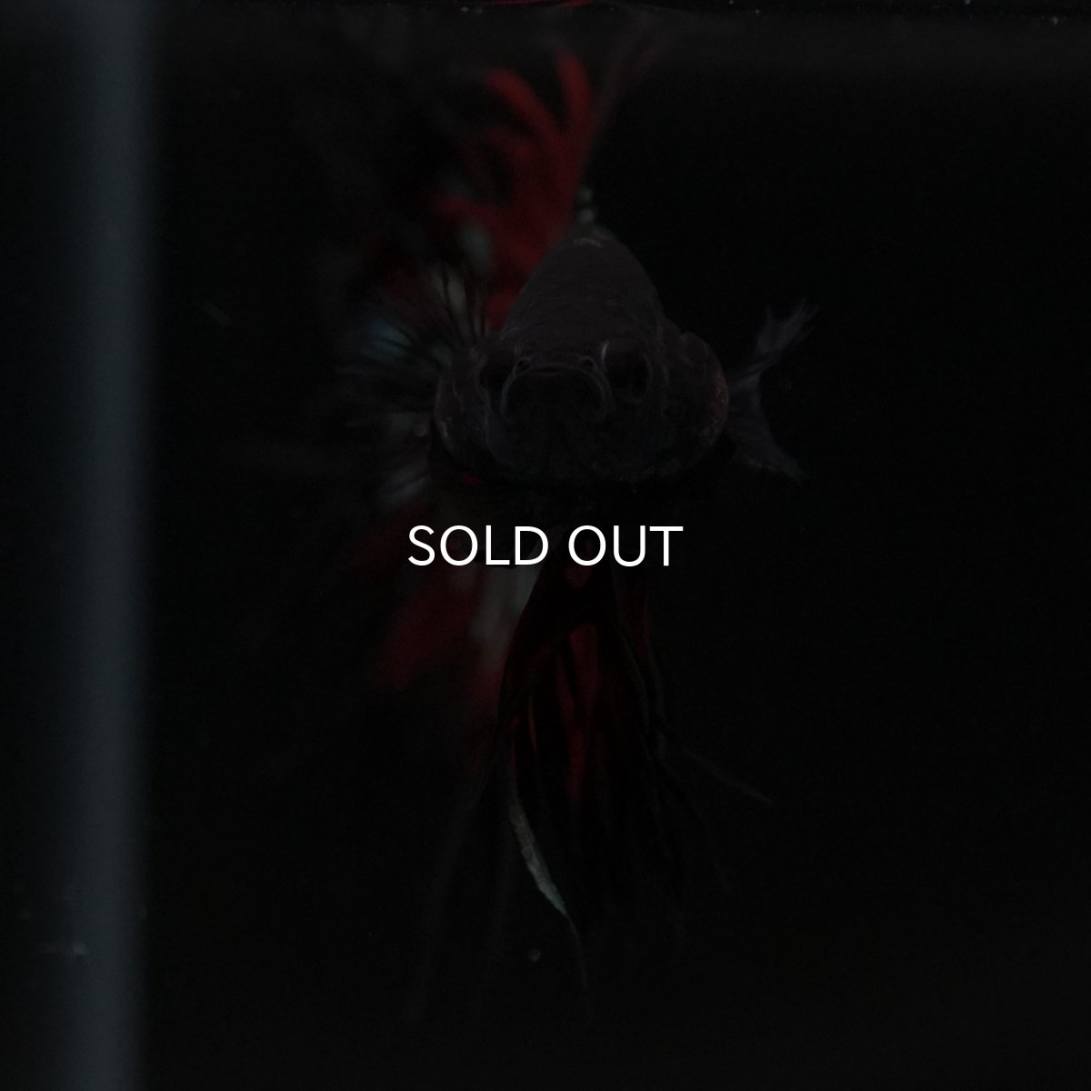 画像3: KCT レッドカッパー (3)