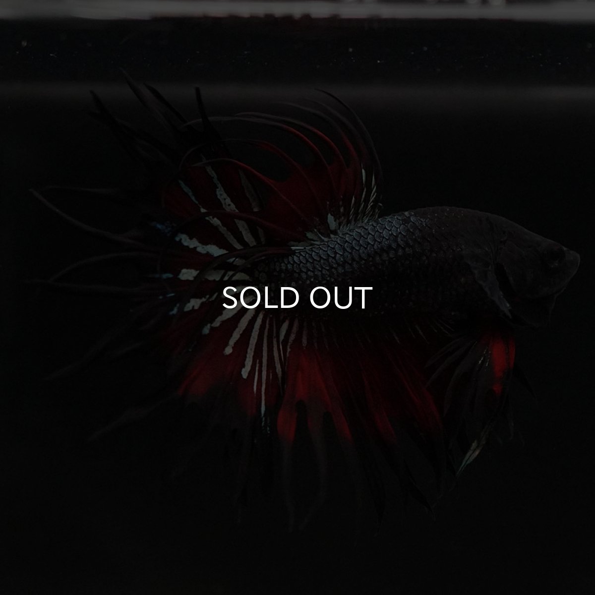 画像10: KCT レッドカッパー (10)