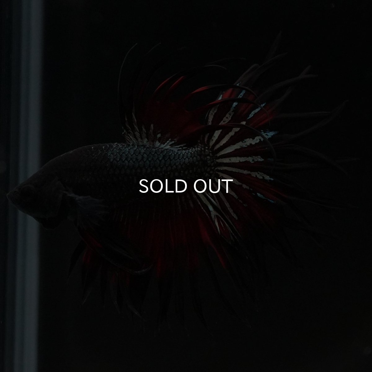 画像4: KCT レッドカッパー (4)