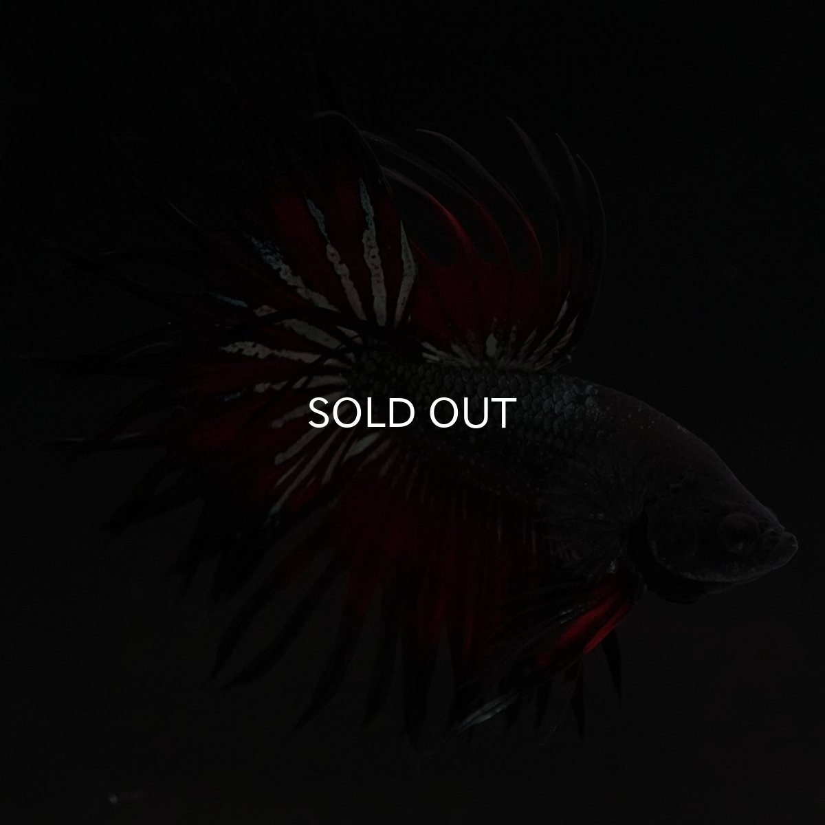 画像8: KCT レッドカッパー (8)