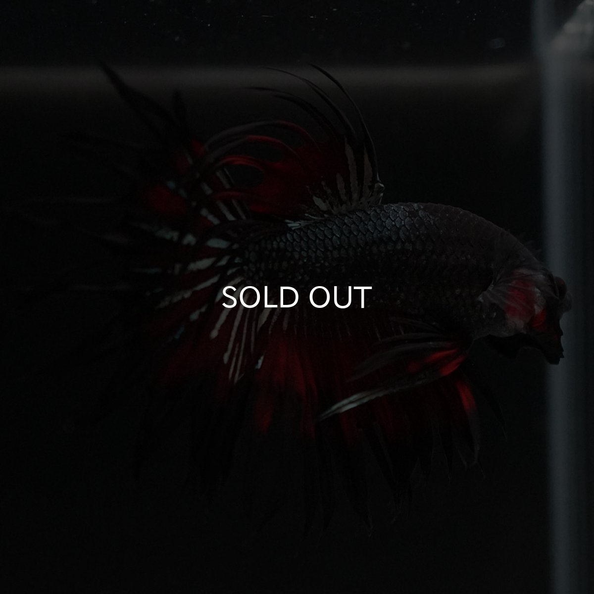 画像5: KCT レッドカッパー (5)