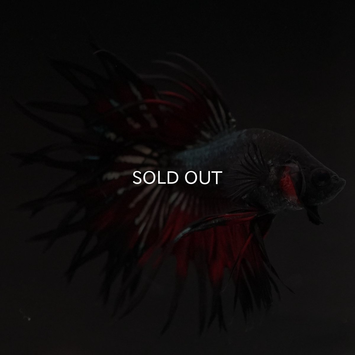 画像2: KCT レッドカッパー (2)