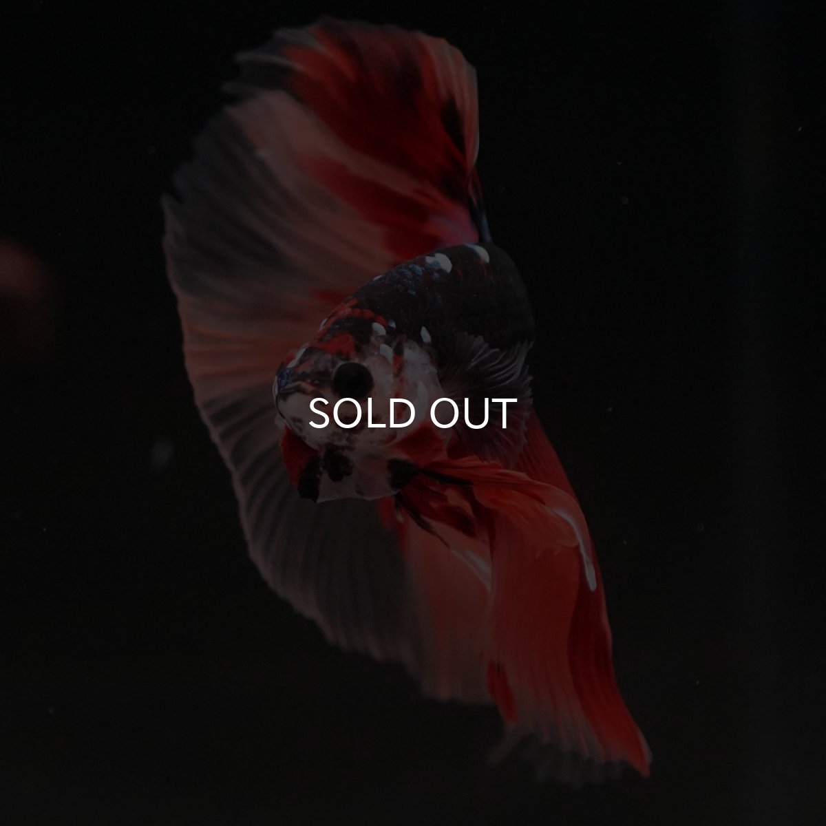 画像3: HM ブラックキャンディ (3)