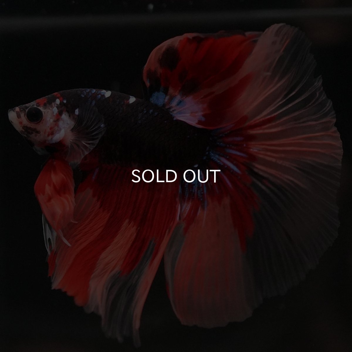 画像6: HM ブラックキャンディ (6)