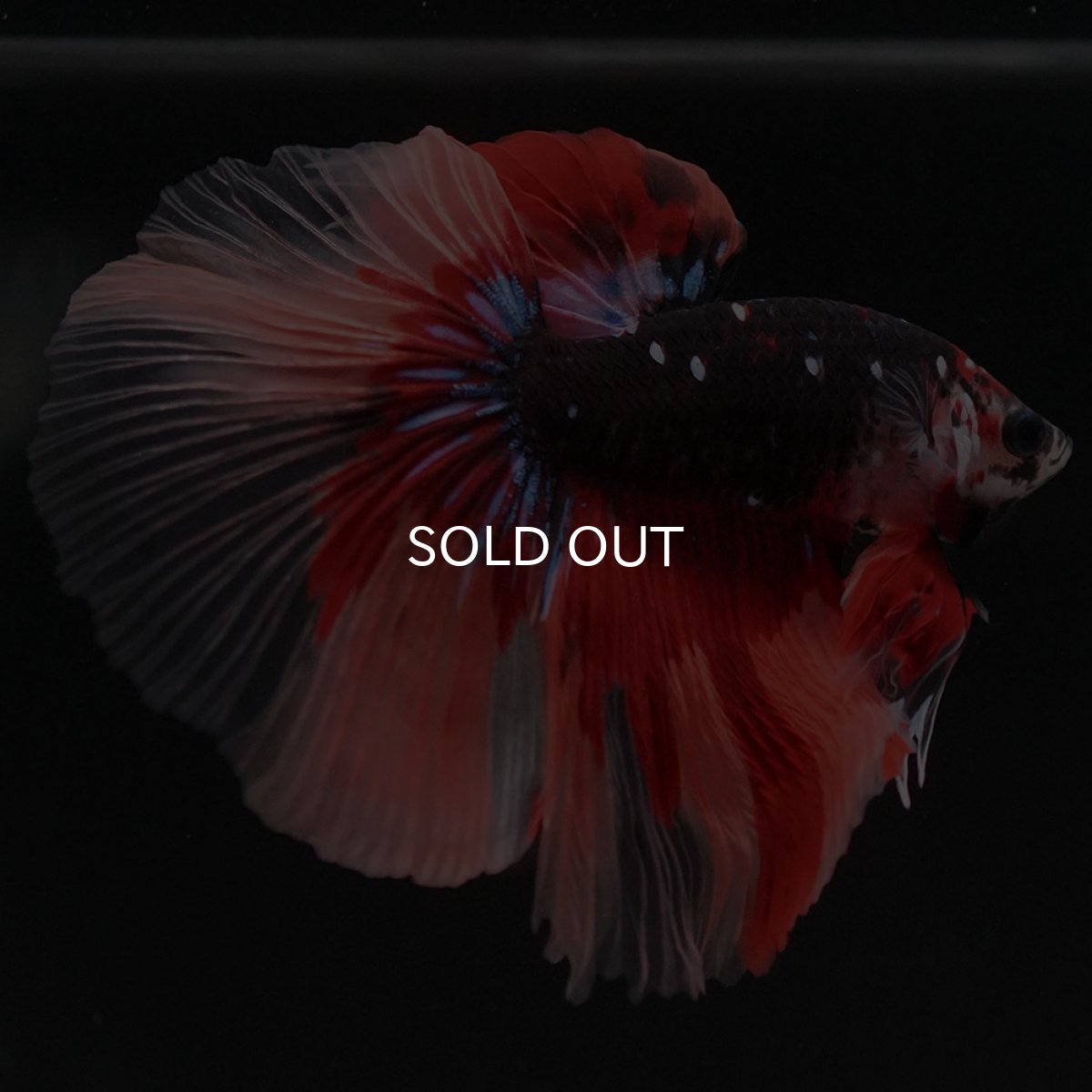 画像2: HM ブラックキャンディ (2)