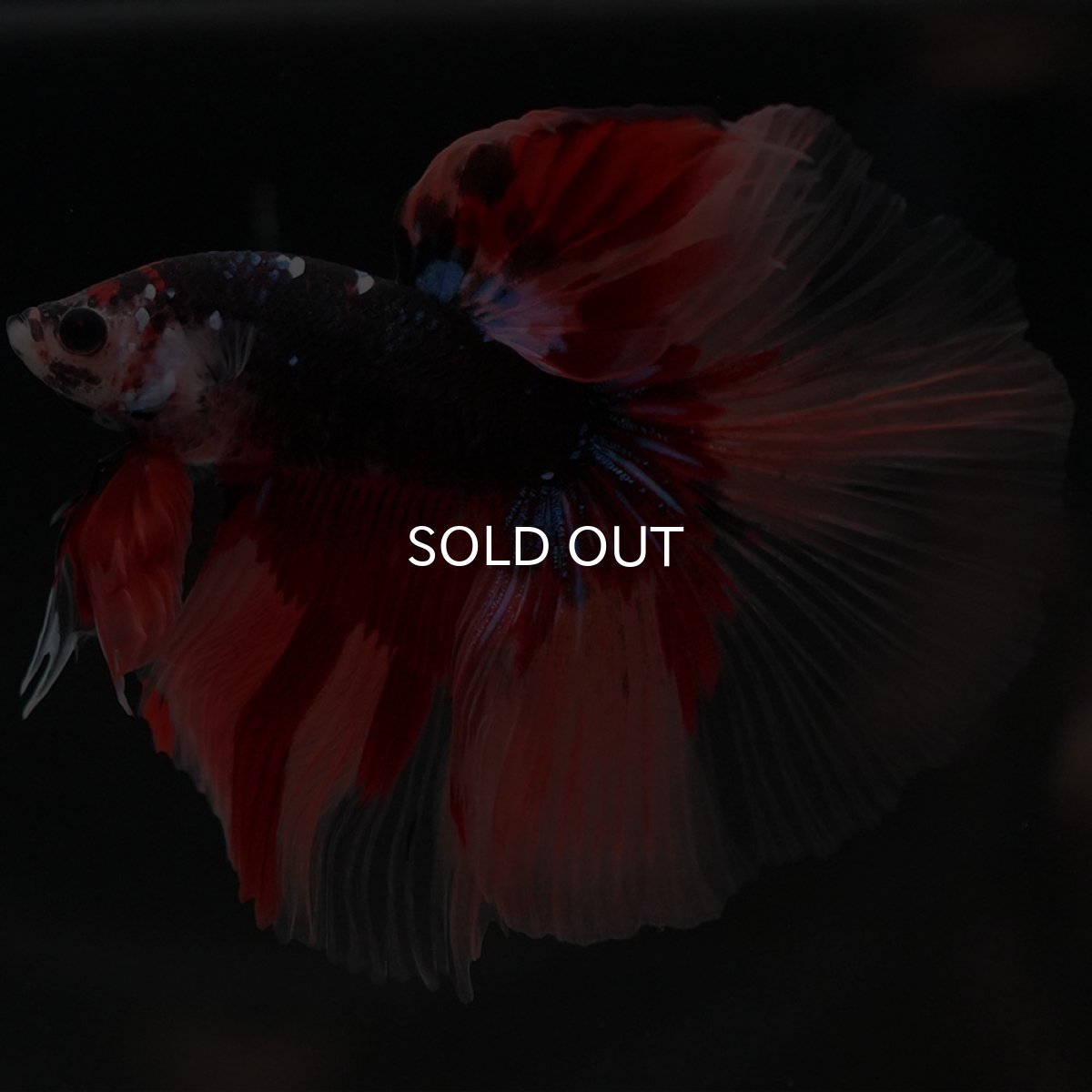 画像11: HM ブラックキャンディ (11)