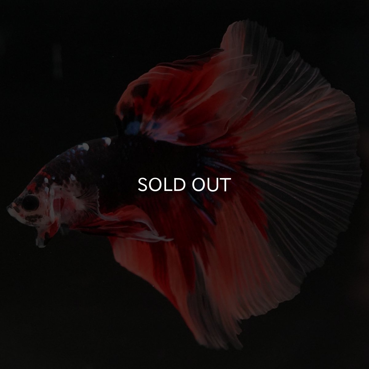 画像10: HM ブラックキャンディ (10)