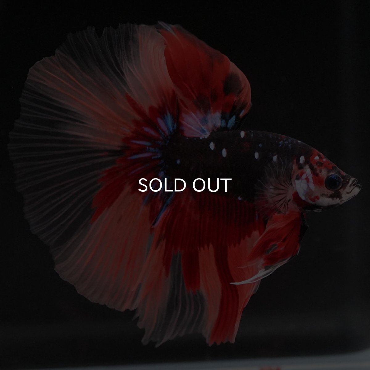 画像9: HM ブラックキャンディ (9)