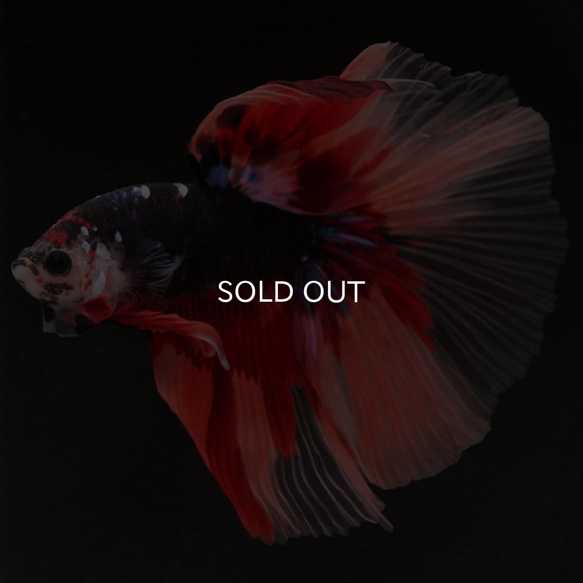 画像8: HM ブラックキャンディ (8)